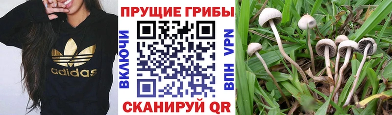 Галлюциногенные грибы прущие грибы  Кодинск 